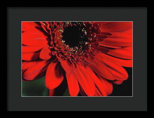 Flowers 2406 - Framed Print
