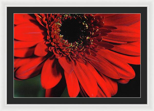 Flowers 2406 - Framed Print