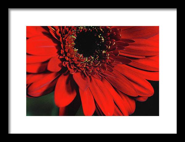 Flowers 2406 - Framed Print