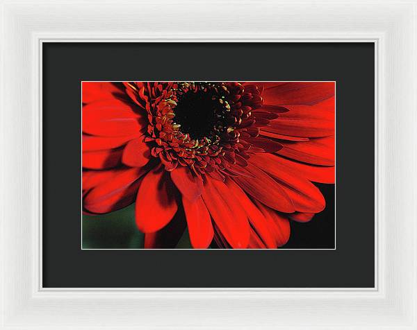 Flowers 2406 - Framed Print