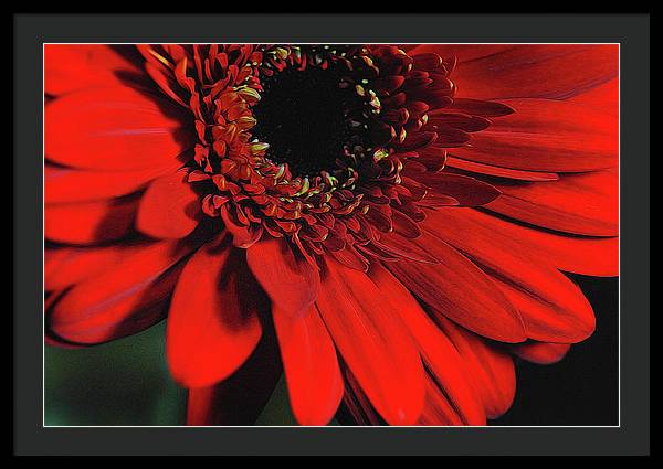 Flowers 2406 - Framed Print