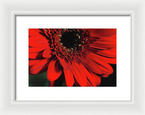 Flowers 2406 - Framed Print