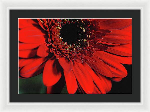 Flowers 2406 - Framed Print