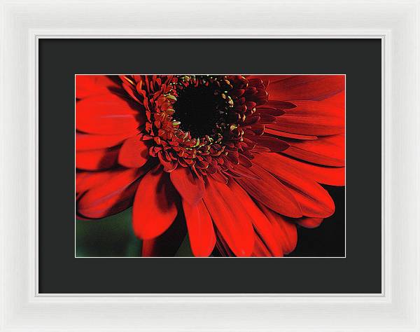 Flowers 2406 - Framed Print