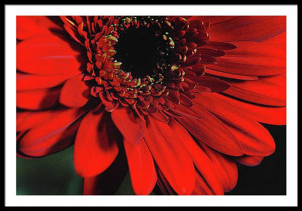 Flowers 2406 - Framed Print