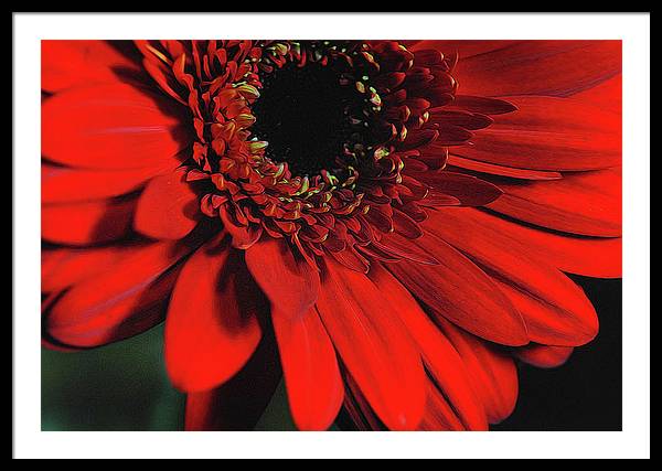 Flowers 2406 - Framed Print