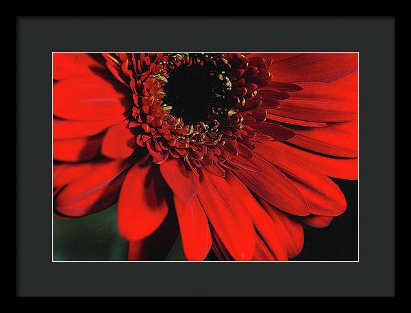 Flowers 2406 - Framed Print