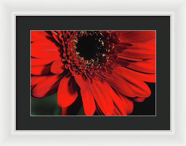 Flowers 2406 - Framed Print