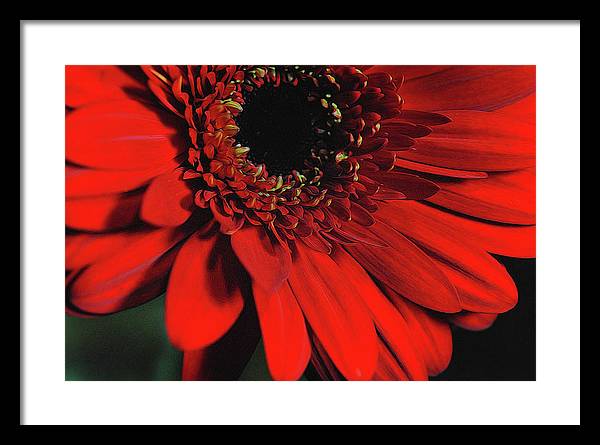 Flowers 2406 - Framed Print