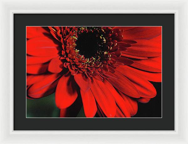 Flowers 2406 - Framed Print