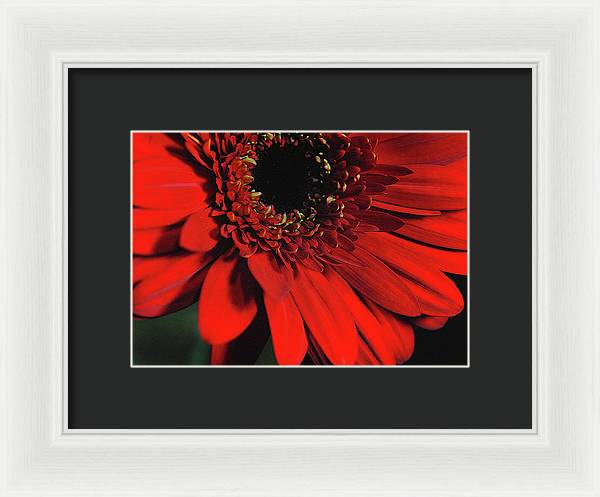 Flowers 2406 - Framed Print