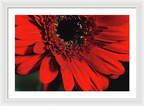 Flowers 2406 - Framed Print