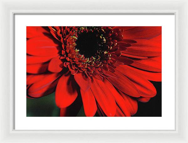 Flowers 2406 - Framed Print
