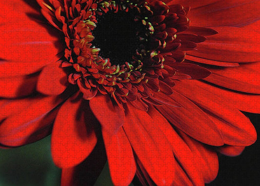 Flowers 2406 - Puzzle