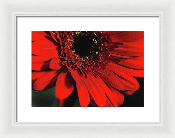 Flowers 2406 - Framed Print