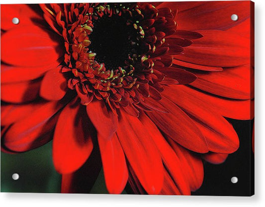 Flowers 2406 - Acrylic Print