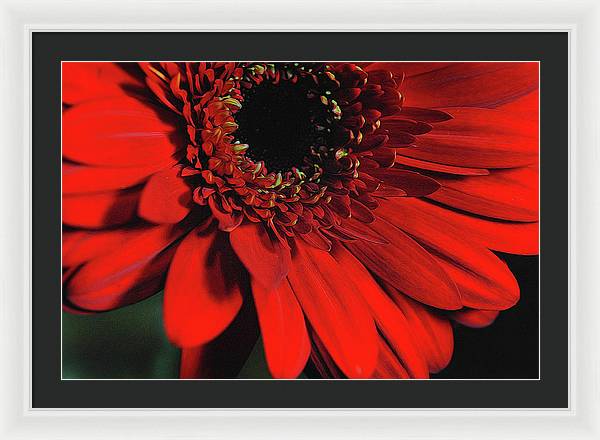 Flowers 2406 - Framed Print