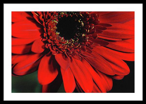 Flowers 2406 - Framed Print