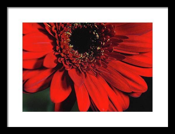 Flowers 2406 - Framed Print