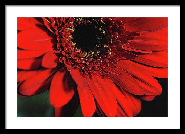 Flowers 2406 - Framed Print