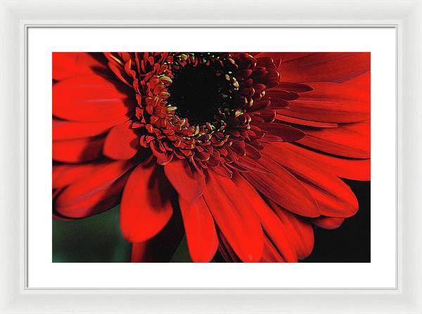 Flowers 2406 - Framed Print
