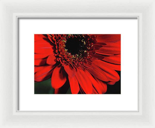 Flowers 2406 - Framed Print