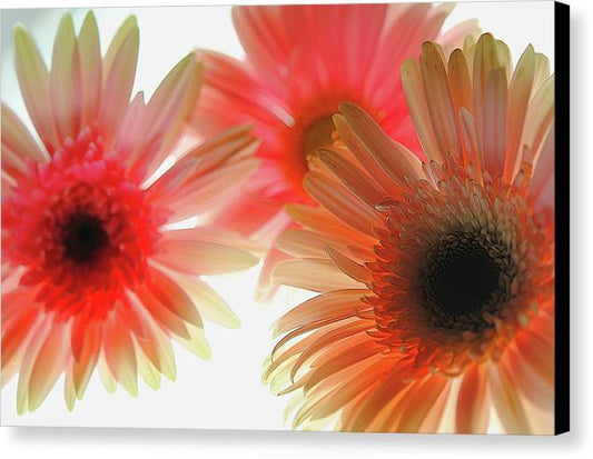 Flowers 2602 - Canvas Print