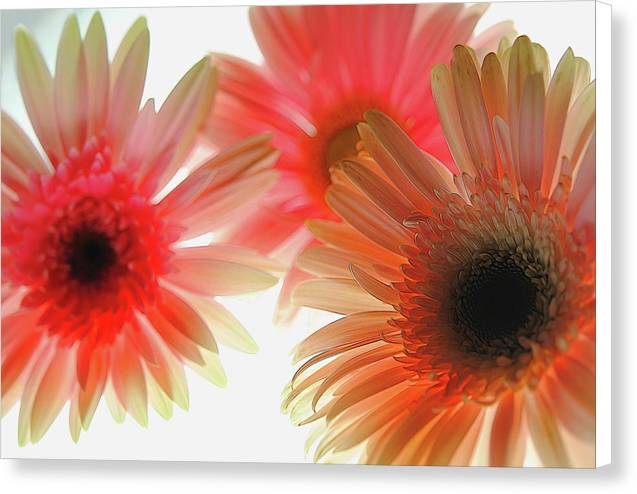Flowers 2602 - Canvas Print