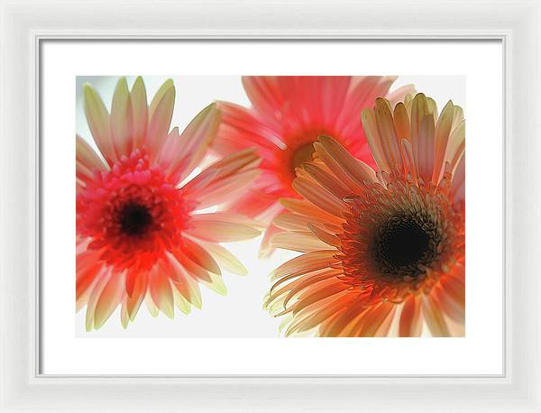 Flowers 2602 - Framed Print