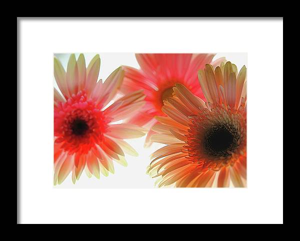 Flowers 2602 - Framed Print