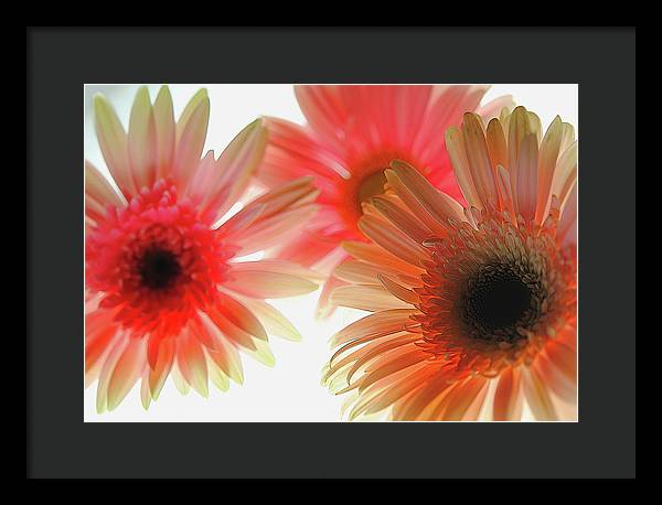 Flowers 2602 - Framed Print
