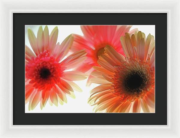 Flowers 2602 - Framed Print