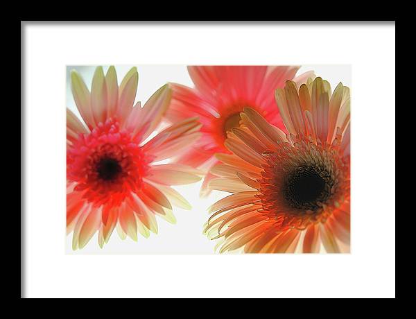 Flowers 2602 - Framed Print