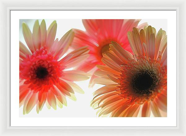Flowers 2602 - Framed Print