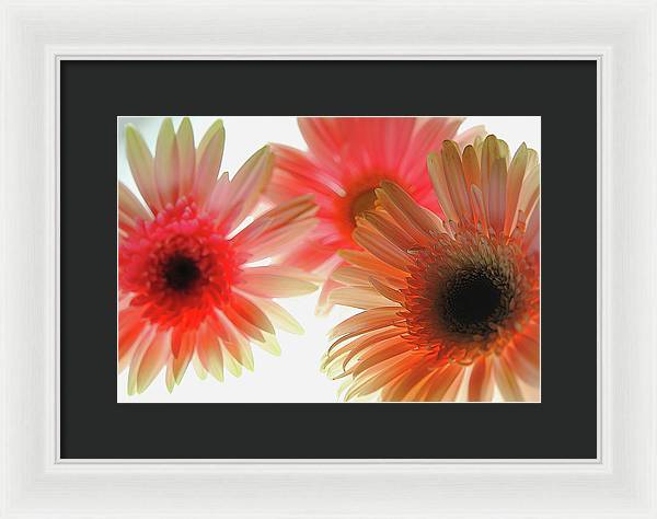 Flowers 2602 - Framed Print