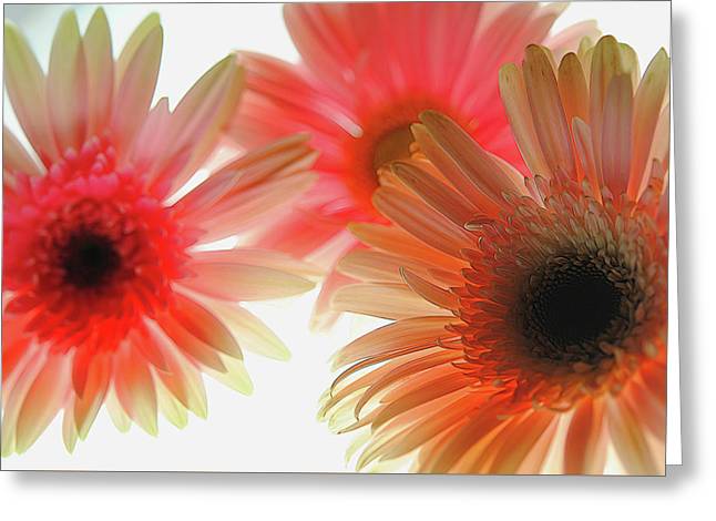 Flowers 2602 - Greeting Card