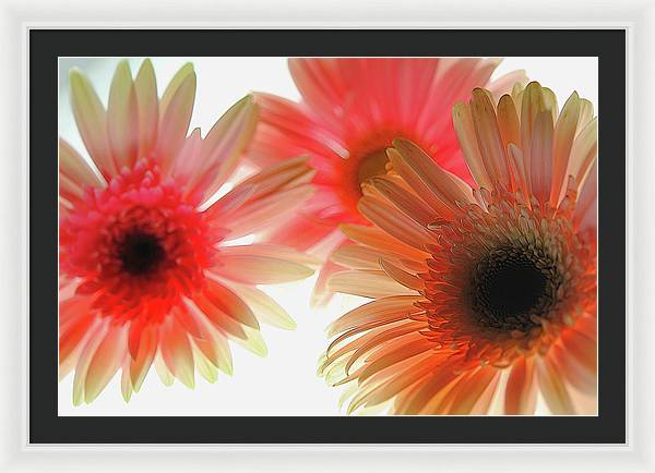 Flowers 2602 - Framed Print
