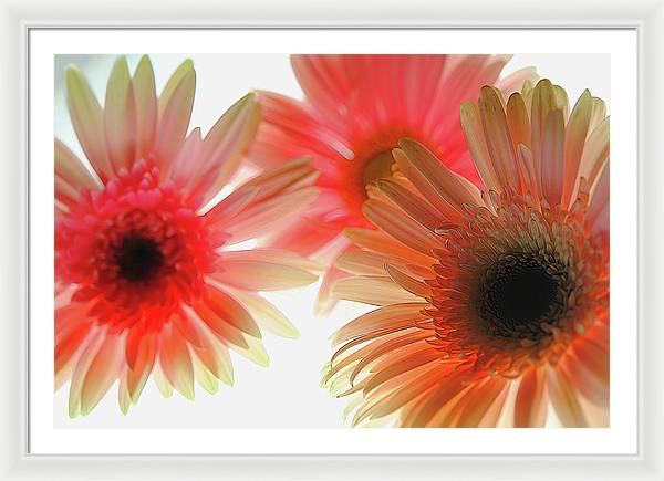 Flowers 2602 - Framed Print