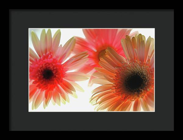 Flowers 2602 - Framed Print