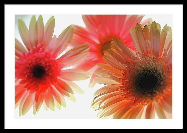 Flowers 2602 - Framed Print