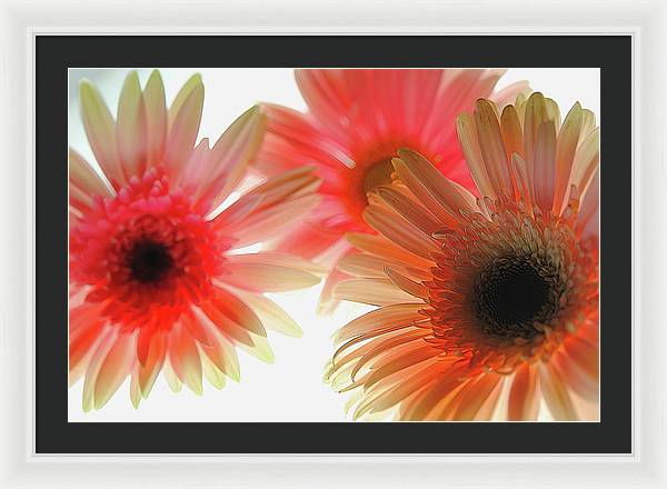 Flowers 2602 - Framed Print