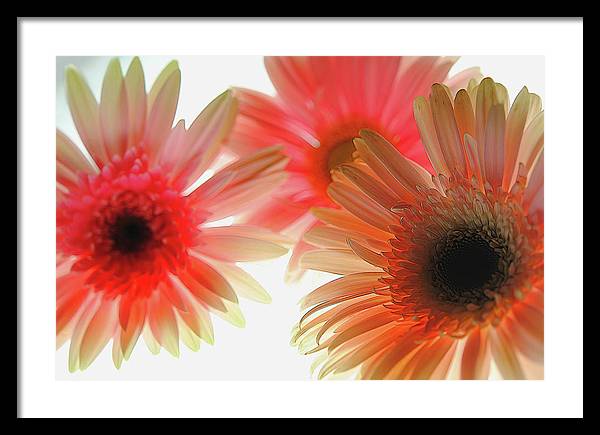 Flowers 2602 - Framed Print