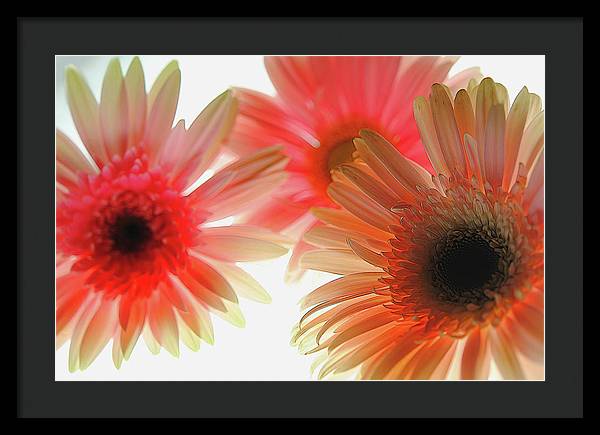 Flowers 2602 - Framed Print