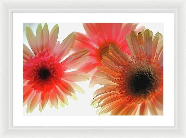 Flowers 2602 - Framed Print