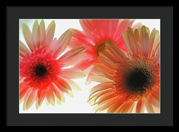 Flowers 2602 - Framed Print