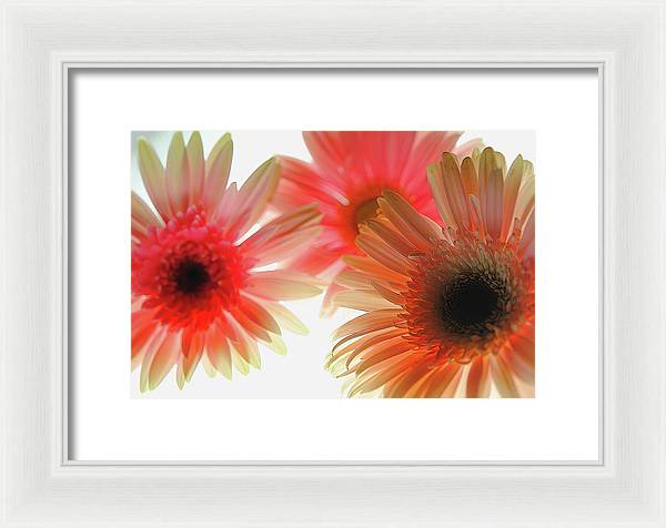 Flowers 2602 - Framed Print