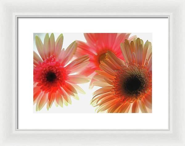 Flowers 2602 - Framed Print