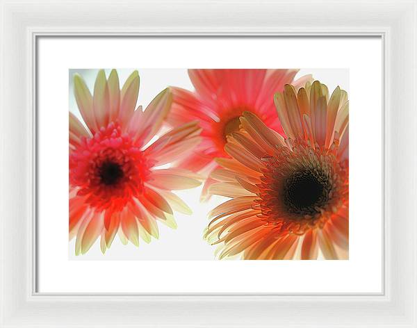 Flowers 2602 - Framed Print