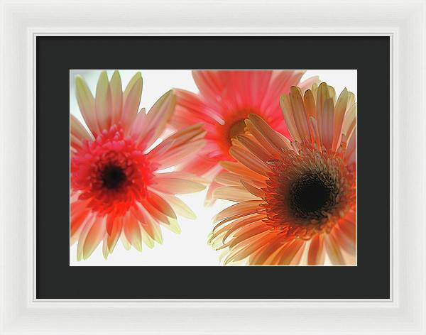 Flowers 2602 - Framed Print