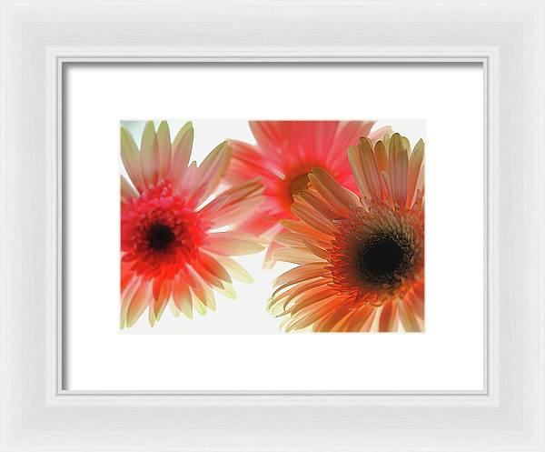 Flowers 2602 - Framed Print